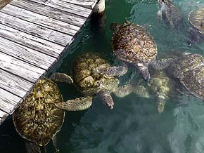 Wasserschildkrötenfarm